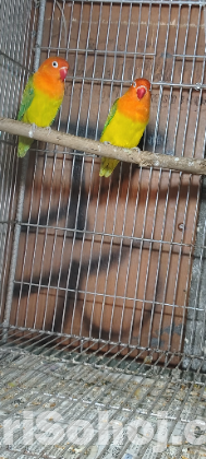 Love Bird